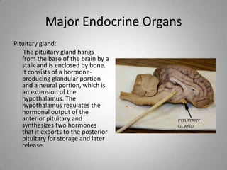 Major Endocrine Organs
Pituitary gland:
The pituitary gland hangs
from the base of the brain by a
stalk and is enclosed by bone.
It consists of a hormone-
producing glandular portion
and a neural portion, which is
an extension of the
hypothalamus. The
hypothalamus regulates the
hormonal output of the
anterior pituitary and
synthesizes two hormones
that it exports to the posterior
pituitary for storage and later
release.
 