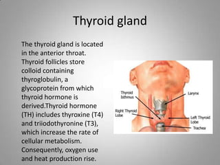 Thyroid gland
The thyroid gland is located
in the anterior throat.
Thyroid follicles store
colloid containing
thyroglobulin, a
glycoprotein from which
thyroid hormone is
derived.Thyroid hormone
(TH) includes thyroxine (T4)
and triiodothyronine (T3),
which increase the rate of
cellular metabolism.
Consequently, oxygen use
and heat production rise.
 