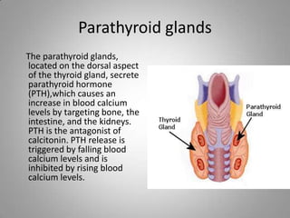 Parathyroid glands
The parathyroid glands,
located on the dorsal aspect
of the thyroid gland, secrete
parathyroid hormone
(PTH),which causes an
increase in blood calcium
levels by targeting bone, the
intestine, and the kidneys.
PTH is the antagonist of
calcitonin. PTH release is
triggered by falling blood
calcium levels and is
inhibited by rising blood
calcium levels.
 