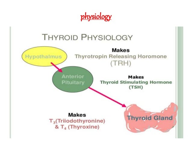 basic introductionary lecture on endocrinology and thyroid