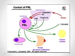 © Kenneth L. Campbell, 1997. All rights reserved.
 