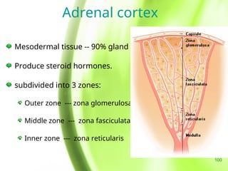 Endocrinology Part II.ppt valuable for diagnosis and treatment planning ...