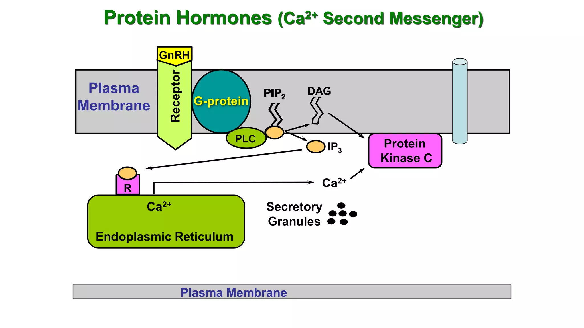 Mechanism of Hormone Action | PPTX