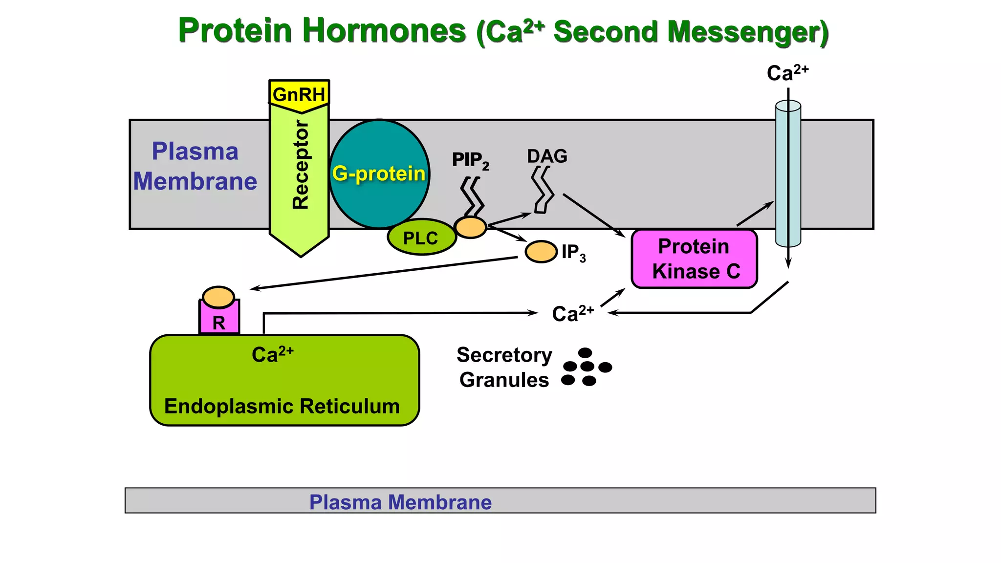 Mechanism of Hormone Action | PPTX