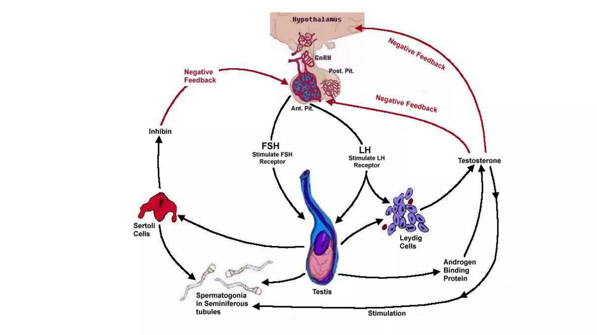 Mechanism of Hormone Action | PPTX