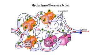 Mechanism Of Hormone Action PPTX
