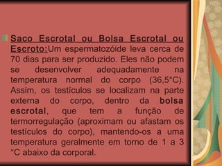 Saco Escrotal ou Bolsa Escrotal ou Escroto: Um espermatozóide leva cerca de 70 dias para ser produzido. Eles não podem se desenvolver adequadamente na temperatura normal do corpo (36,5°C). Assim, os testículos se localizam na parte externa do corpo, dentro da  bolsa escrotal , que tem a função de termorregulação (aproximam ou afastam os testículos do corpo), mantendo-os a uma temperatura geralmente em torno de 1 a 3 °C abaixo da corporal. 
