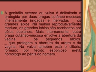 A genitália externa ou vulva é delimitada e protegida por duas pregas cutâneo-mucosas intensamente irrigadas e inervadas _ os grandes lábios. Na mulher reprodutivamente madura, os grandes lábios são recobertos por pêlos pubianos. Mais internamente, outra prega cutâneo-mucosa envolve a abertura da vagina _ os pequenos lábios  _ que protegem a abertura da uretra e da vagina. Na vulva também está o clitóris, formado por tecido esponjoso erétil, homólogo ao pênis do homem.   