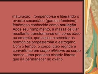 maturação,  rompendo-se e liberando o ovócito secundário (gameta feminino): fenômeno conhecido como  ovulação . Após seu rompimento, a massa celular resultante transforma-se em  corpo lúteo  ou amarelo, que passa a secretar os hormônios progesterona e estrógeno.  Com o tempo, o corpo lúteo regride e converte-se em  corpo albicans  ou corpo branco, uma pequena cicatriz fibrosa que irá permanecer no ovário.  