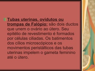 Tubas uterinas, ovidutos ou trompas de Falópio:   são dois ductos que unem o ovário ao útero. Seu epitélio de revestimento é formados por células ciliadas. Os batimentos dos cílios microscópicos e os movimentos peristálticos das tubas uterinas impelem o gameta feminino até o útero. 