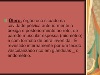  Útero:  órgão oco situado na cavidade pélvica anteriormente à bexiga e posteriormente ao reto, de parede muscular espessa (miométrio) e com formato de pêra invertida.  É revestido internamente por um tecido vascularizado rico em glândulas _ o endométrio. 
