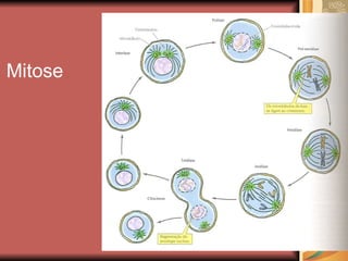 Mitose 