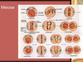 Meiose 