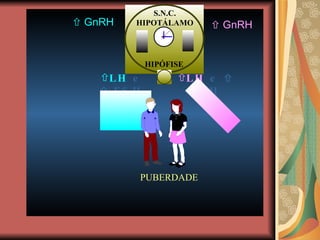    GnRH    GnRH LH  e    FSH LH  e    FSH 