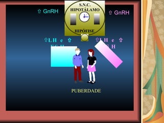    GnRH    GnRH LH e    FSH LH e    FSH 