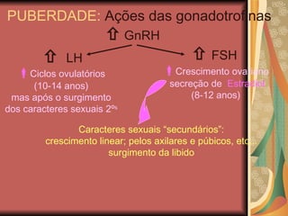    LH Caracteres sexuais “secundários”: crescimento linear; pelos axilares e púbicos, etc... surgimento da libido    GnRH PUBERDADE:  Ações das gonadotrofinas    FSH  Ciclos ovulatórios (10-14 anos) mas após o surgimento dos caracteres sexuais 2º s  Crescimento ovariano secreção de  Estradiol (8-12 anos) 