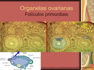 Organelas ovarianas Folículos primordiais http://www.tyler.cc.tx.us/Science/images/reproduction/60femalex.jpg 