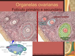 Organelas ovarianas Folículo primário e secundário http://www.tyler.cc.tx.us/Science/images/reproduction/60femalex.jpg 