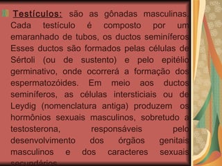   Testículos:   são as gônadas masculinas. Cada testículo é composto por um emaranhado de tubos, os ductos seminíferos Esses ductos são formados pelas células de Sértoli (ou de sustento) e pelo epitélio germinativo, onde ocorrerá a formação dos espermatozóides. Em meio aos ductos seminíferos, as células intersticiais ou de Leydig (nomenclatura antiga) produzem  os hormônios sexuais masculinos, sobretudo a testosterona, responsáveis pelo desenvolvimento dos órgãos genitais masculinos e dos caracteres sexuais secundários. 