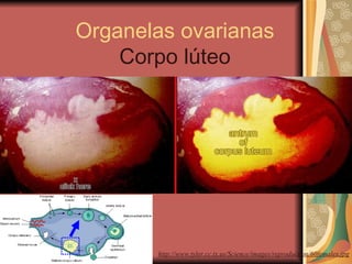 Organelas ovarianas Corpo lúteo http://www.tyler.cc.tx.us/Science/images/reproduction/60femalex.jpg 