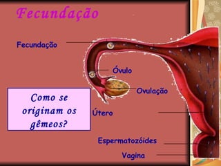 Fecundação Como se originam os gêmeos? Vagina Espermatozóides Útero Ovulação Óvulo Fecundação 