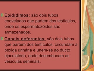 Epidídimos:  são dois tubos enovelados que partem dos testículos, onde os espermatozóides são armazenados. Canais deferentes:  são dois tubos que partem dos testículos, circundam a bexiga urinária e unem-se ao ducto ejaculatório, onde desembocam as vesículas seminais.  