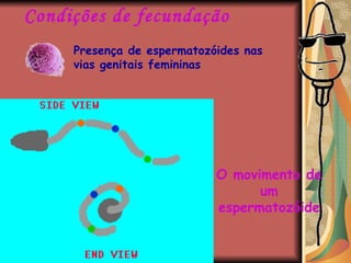 Condições de fecundação Presença de espermatozóides nas vias genitais femininas O movimento de um espermatozóide 