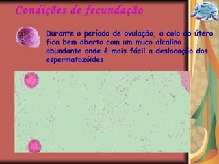 Durante o período de ovulação, o colo do útero fica bem aberto com um muco alcalino abundante onde é mais fácil a deslocação dos espermatozóides Condições de fecundação 