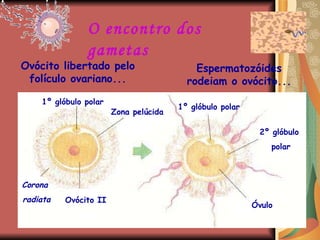 O encontro dos gametas Ovócito libertado pelo folículo ovariano... Espermatozóides rodeiam o ovócito... 1º glóbulo polar Zona pelúcida Ovócito II Óvulo 1º glóbulo polar 2º glóbulo  polar Corona  radiata 