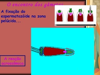 O encontro dos gâmetas A fixação do espermatozóide na zona pelúcida... A reação acrossômica 