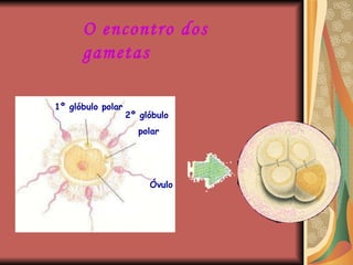 O encontro dos gametas 2º glóbulo  polar 1º glóbulo polar Óvulo 