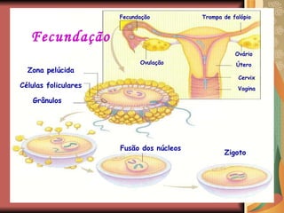 Fecundação Células foliculares Fusão dos núcleos Grânulos  Zigoto Zona pelúcida Vagina Fecundação Útero Ovulação Ovário Cervix Trompa de falópio 