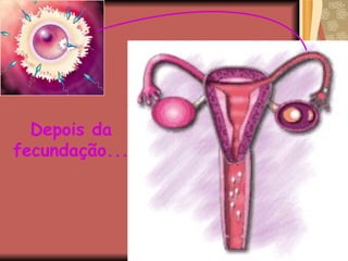Depois da fecundação... 