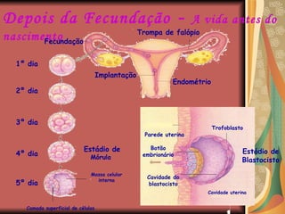 Depois da Fecundação  -  A vida antes do nascimento Trompa de falópio Implantação Endométrio Fecundação 2º dia 5º dia 4º dia 3º dia 1º dia Massa celular interna Camada superficial de células Parede uterina Trofoblasto Cavidade uterina Estádio de  Mórula  Cavidade do blastocisto Botão embrionário Estádio de Blastocisto 
