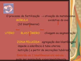O processo de fertilização    ativação do metabolismo  MÓRULA  oxidativo do ovo  (32 blastômeros) UTERO  BLASTÔMERO   clivagem ou segmentação   ZONA PELUCIDA :  agregação dos blastômeros   impede a aderência à tuba uterina    nutrição ( a partir de secreções tubárias ) Embrião de 2 blastômeros até mórula : pode ser manipulado experimentalmente  