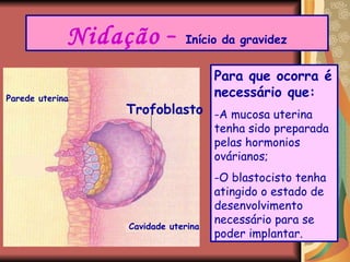 Nidação   –  Início da gravidez Para que ocorra é necessário que: A mucosa uterina tenha sido preparada pelas hormonios ovárianos; O blastocisto tenha atingido o estado de desenvolvimento necessário para se poder implantar. Trofoblasto Parede uterina Cavidade uterina 