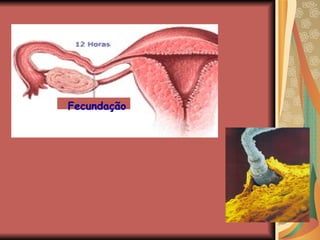 Fecundação 