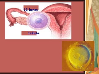 12 horas 1célula 