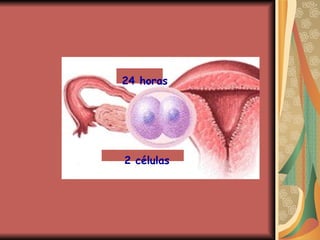 24 horas 2 células 