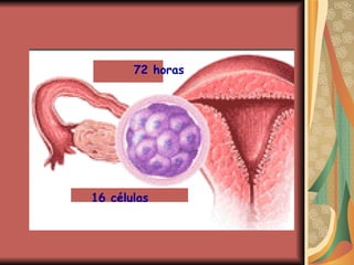 72 horas 16 células 