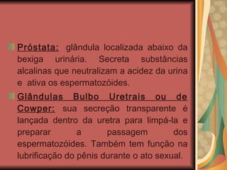 Próstata:   glândula localizada abaixo da bexiga urinária. Secreta substâncias alcalinas que neutralizam a acidez da urina e  ativa os espermatozóides.  Glândulas Bulbo Uretrais ou de Cowper:   sua secreção transparente é lançada dentro da uretra para limpá-la e preparar a passagem dos espermatozóides. Também tem função na lubrificação do pênis durante o ato sexual. 