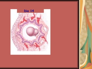 Dia 14 