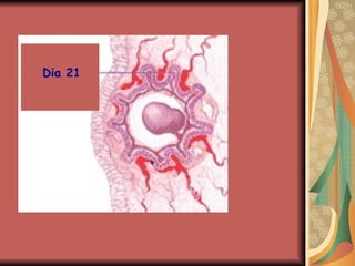 Dia 21 