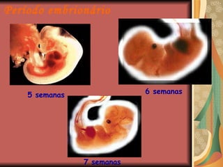 Período embrionário 5 semanas 7 semanas 6 semanas 