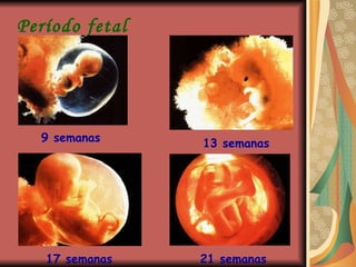 Período fetal 9 semanas 13 semanas 17 semanas 21 semanas 