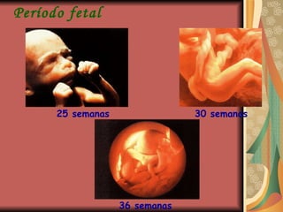 36 semanas 30 semanas 25 semanas Período fetal 