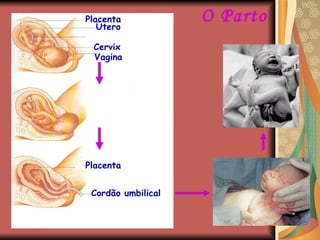 O Parto Cordão umbilical Placenta Útero Cervix Vagina Placenta Cordão umbilical 