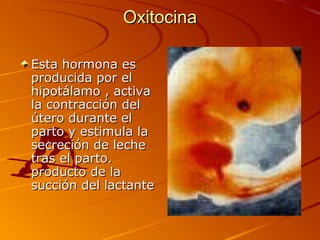 Oxitocina

Esta hormona es
producida por el
hipotálamo , activa
la contracción del
útero durante el
parto y estimula la
secreción de leche
tras el parto.
producto de la
succión del lactante
 