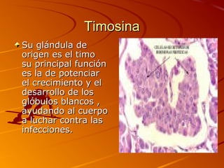 Timosina
Su glándula de
origen es el timo
su principal función
es la de potenciar
el crecimiento y el
desarrollo de los
glóbulos blancos ,
ayudando al cuerpo
a luchar contra las
infecciones.
 