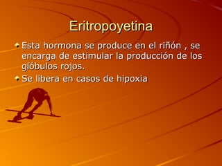 Eritropoyetina
Esta hormona se produce en el riñón , se
encarga de estimular la producción de los
glóbulos rojos.
Se libera en casos de hipoxia
 